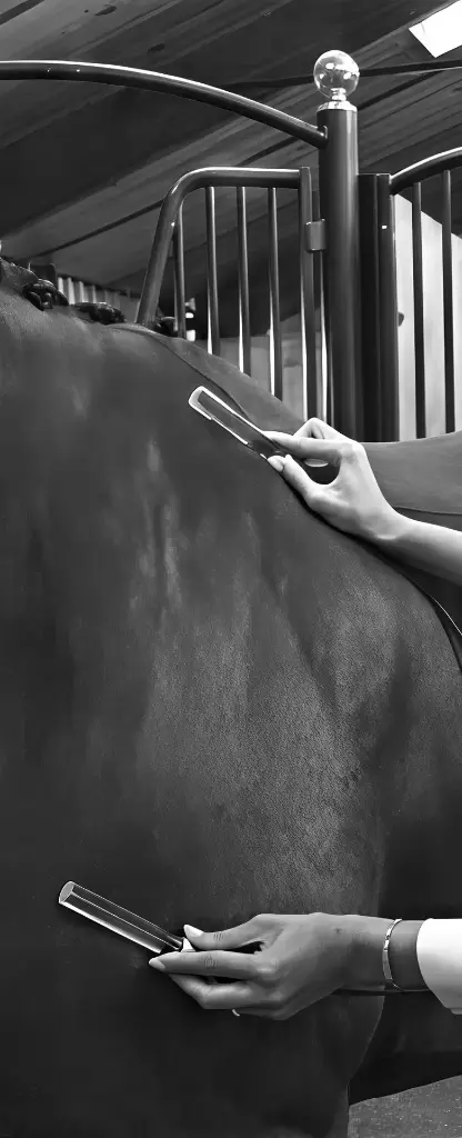 2602 - VPPT01 — Working with Animals: Basic Training